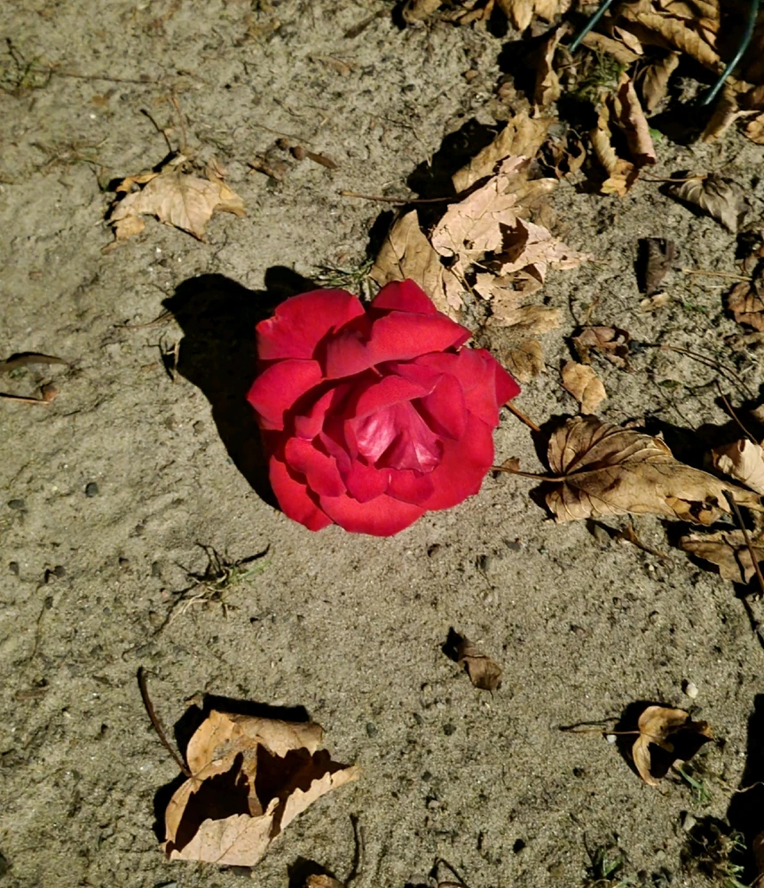 Bild hochgeladen von Elena