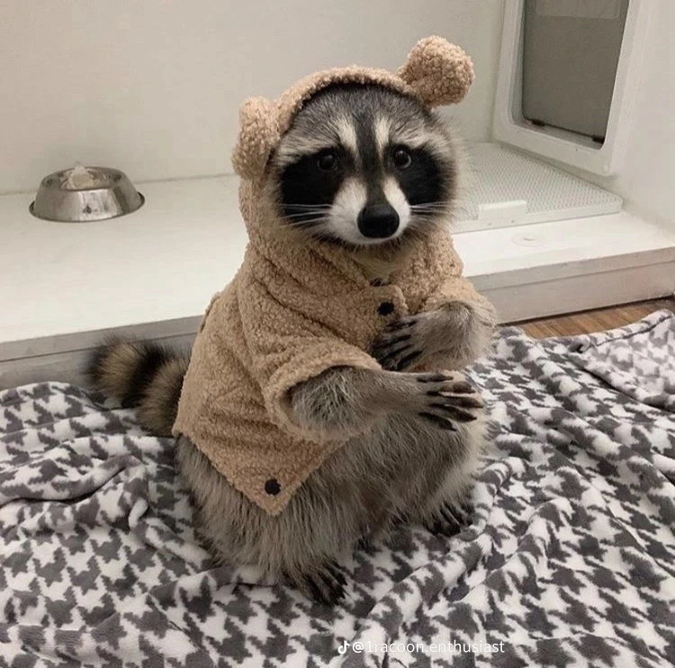 Raccoon in a bear lil outfit ya know?