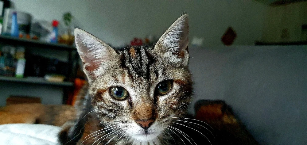 Image ajoutée par Ronan