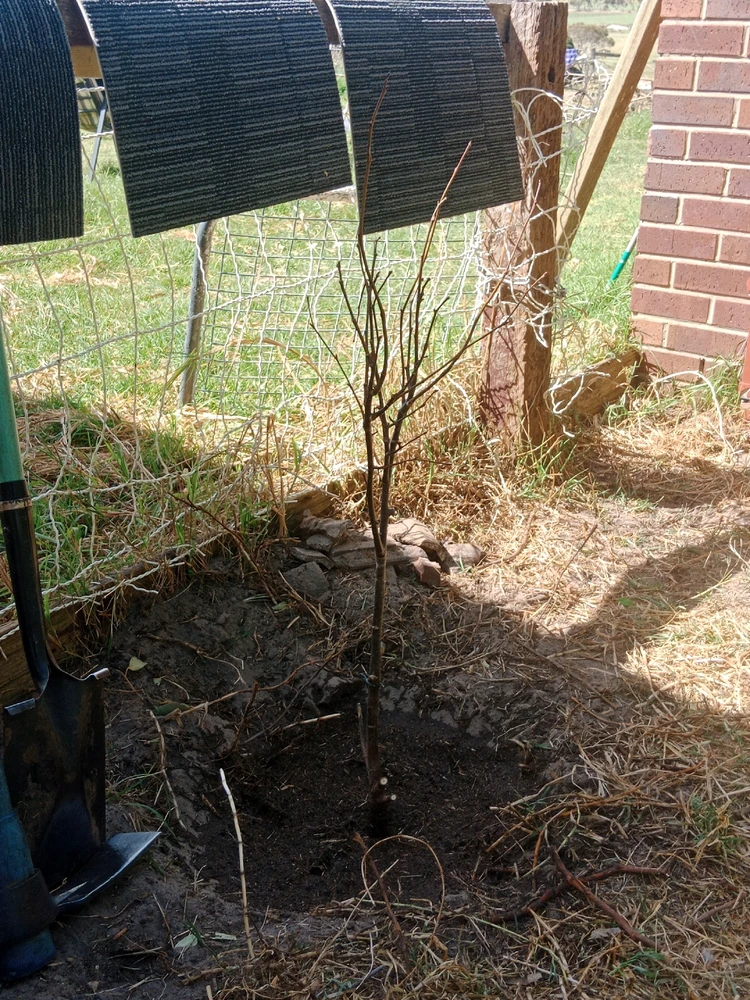 Image uploaded by Ryan