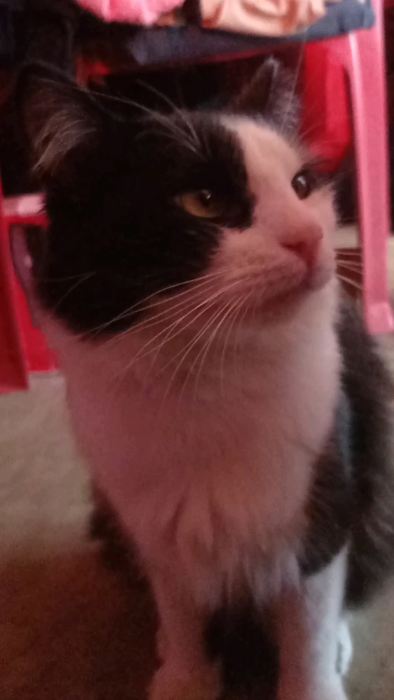 Gambar diunggah dening Constanza