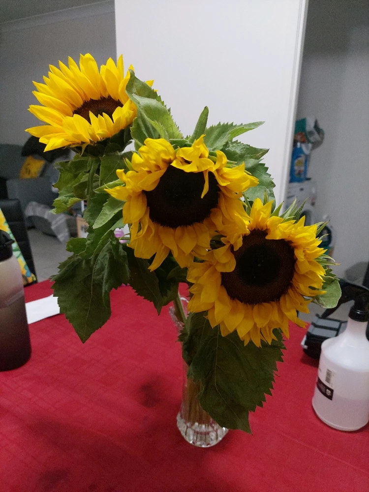 Image uploaded by Melissa