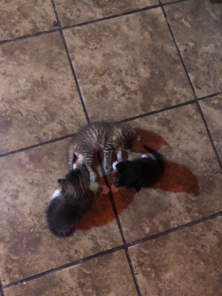 Que nombre ponerles?