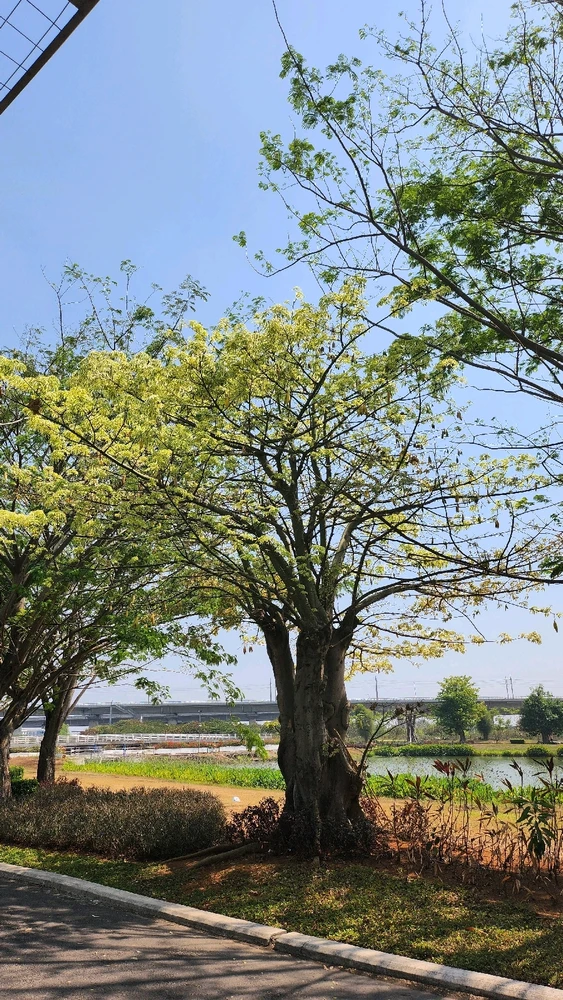 Image uploaded by Vi