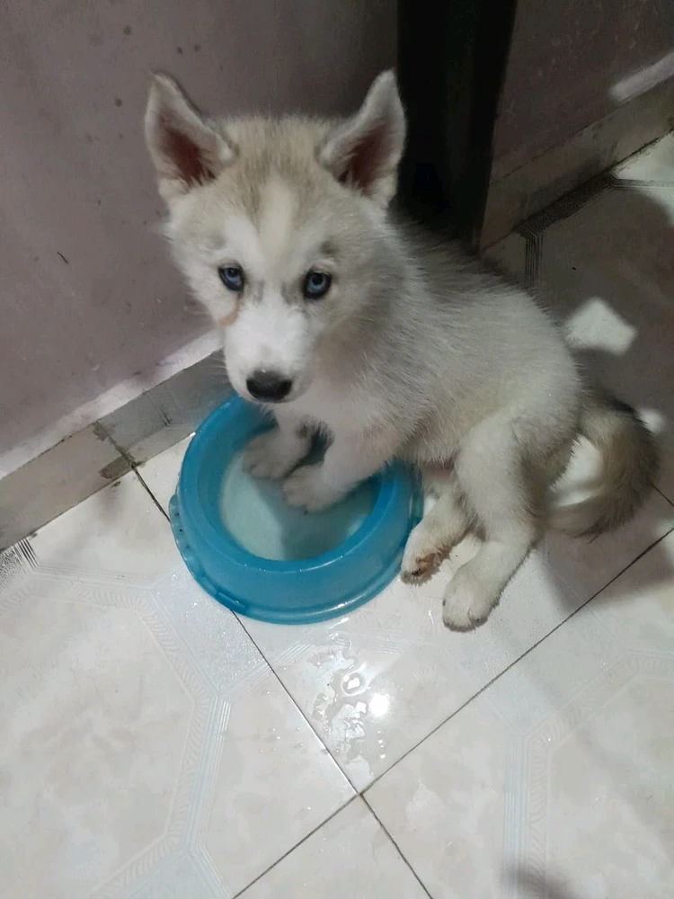 The new member of my home, TIPLU IT IS 🐕