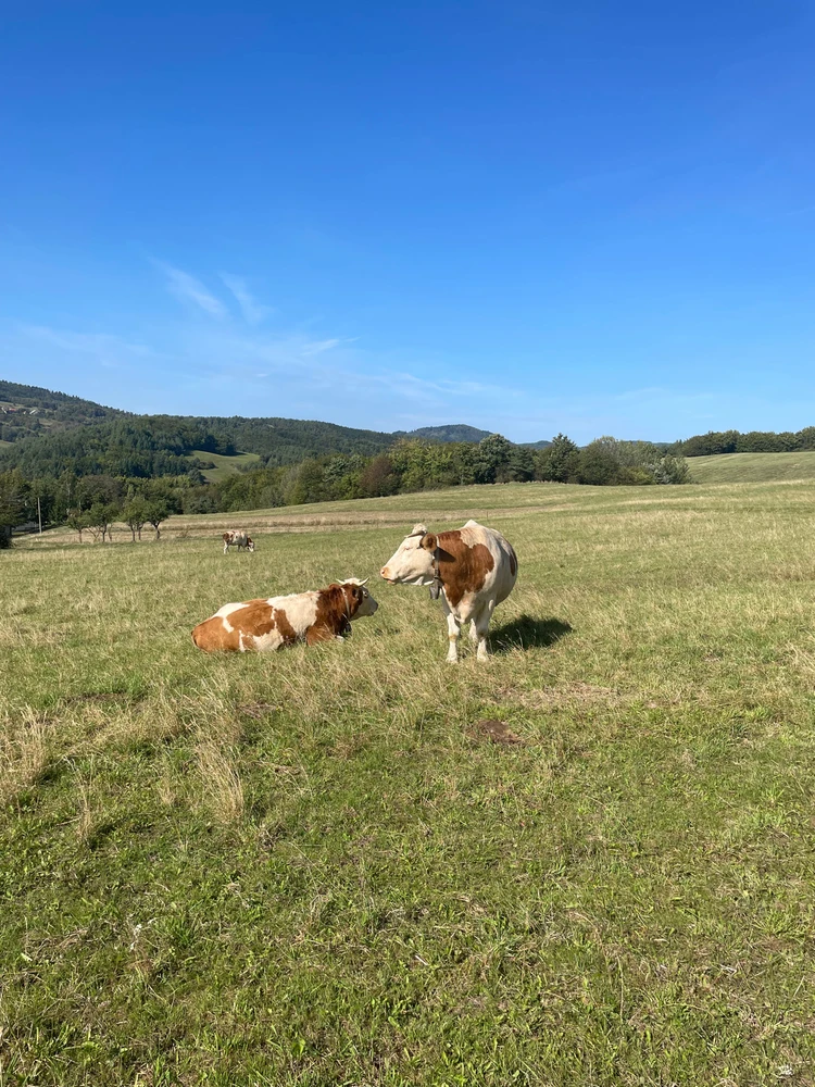 Obrázek nahrál Anna