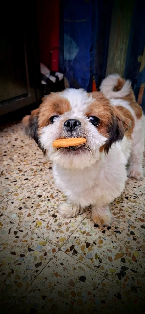 Buddy , shihtzu