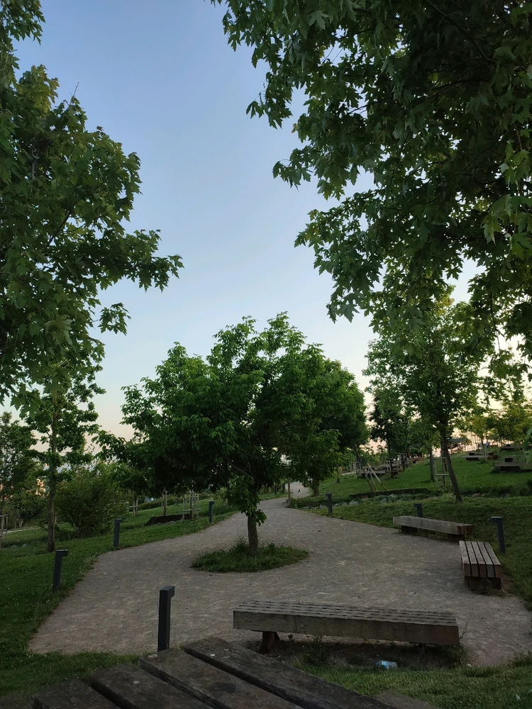 Minnak Hayat Ağacı