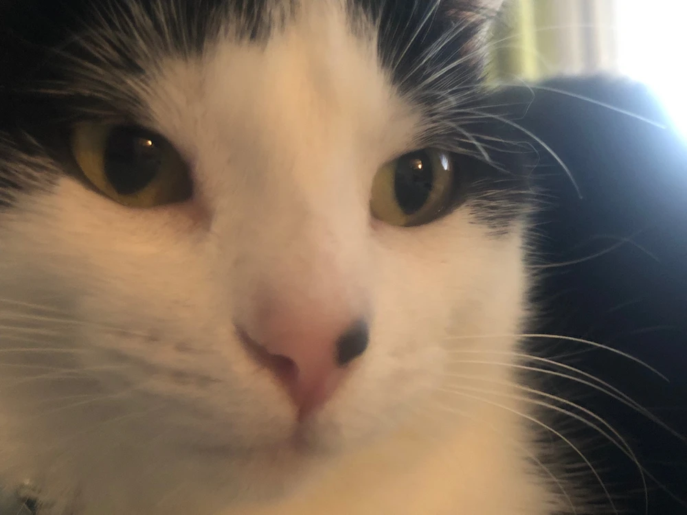 Image uploaded by Alyssa