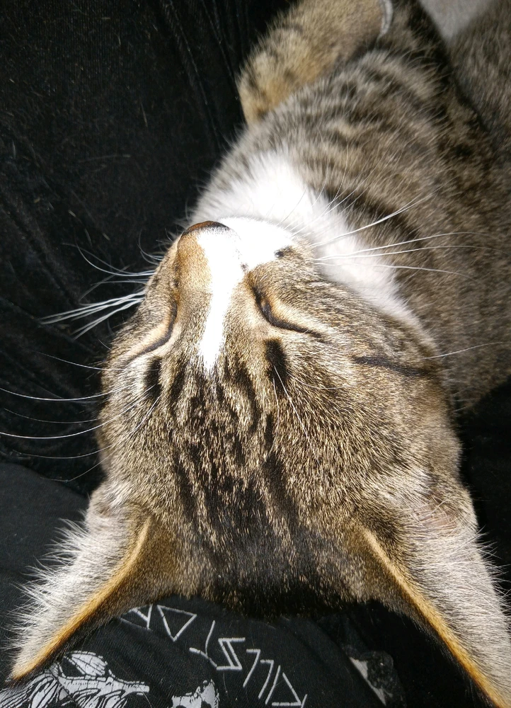 Cats, cat, relaxing, night, pet, pets, familiar, familiar, cuddles, cat cuddles.