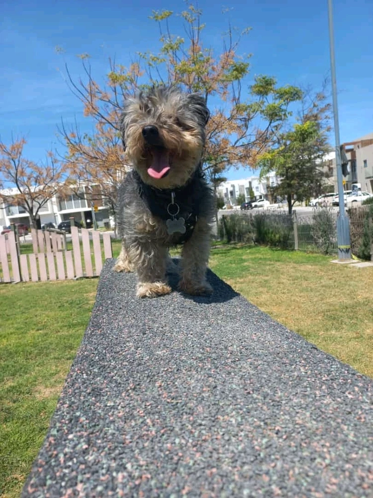 Doggy Adventure 🐾