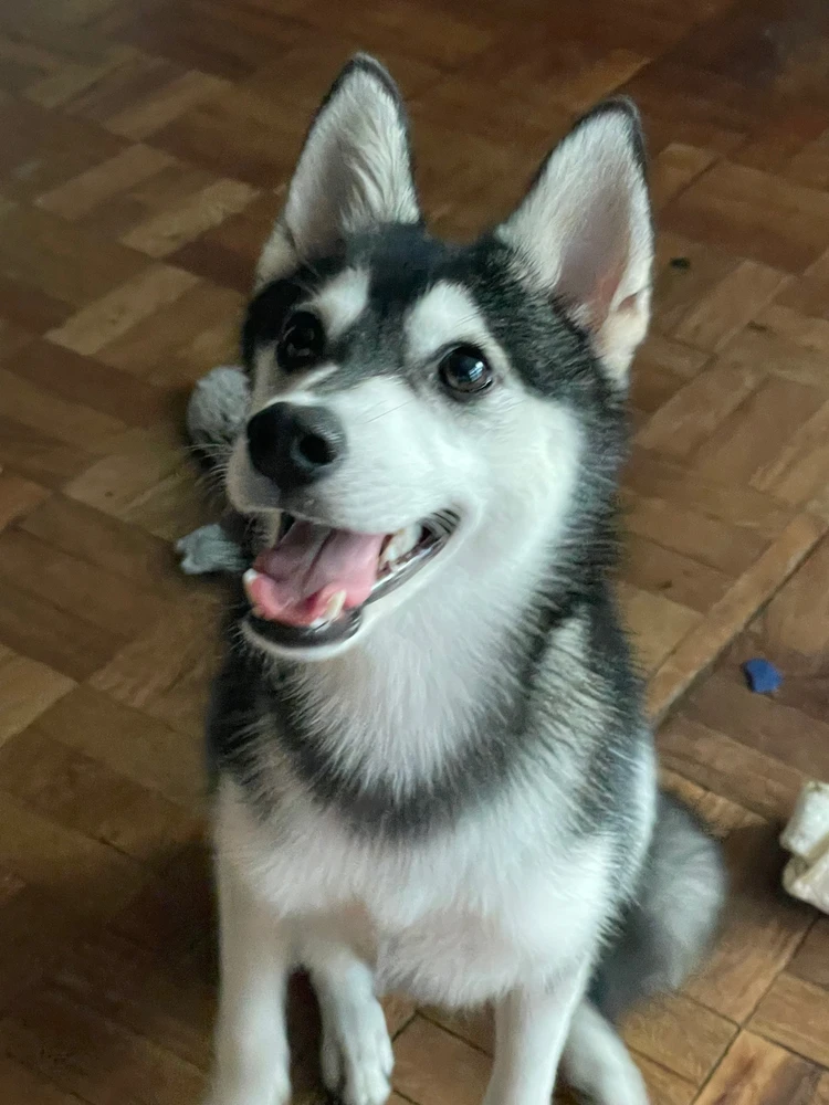 Klee Kais are like mini Huskies, but they stay this big forever. ❤️