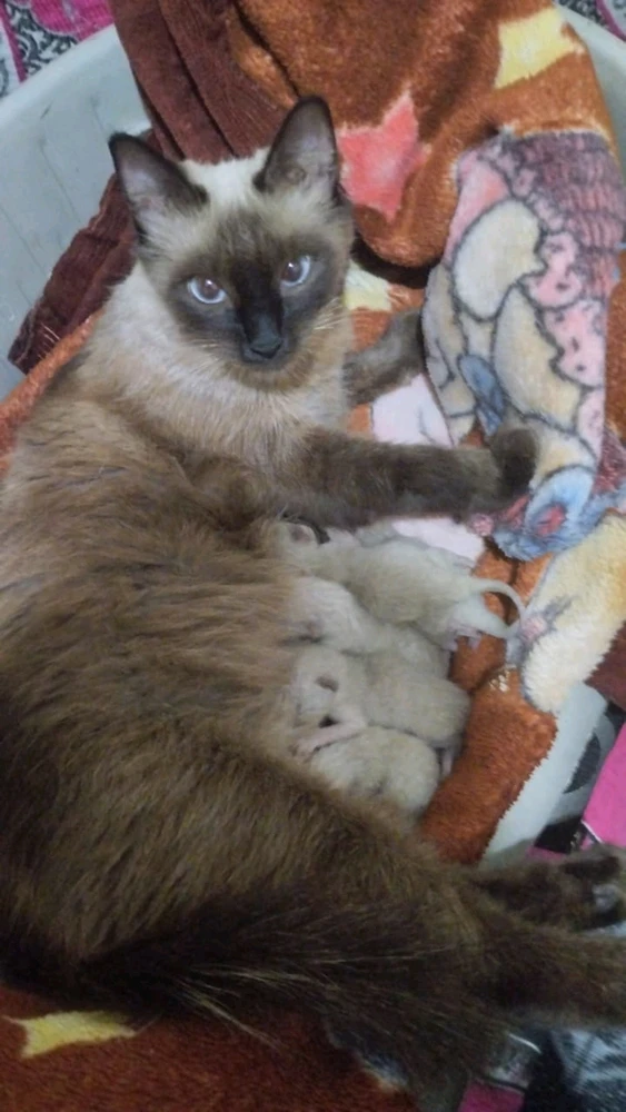 Image ajoutée par redaa