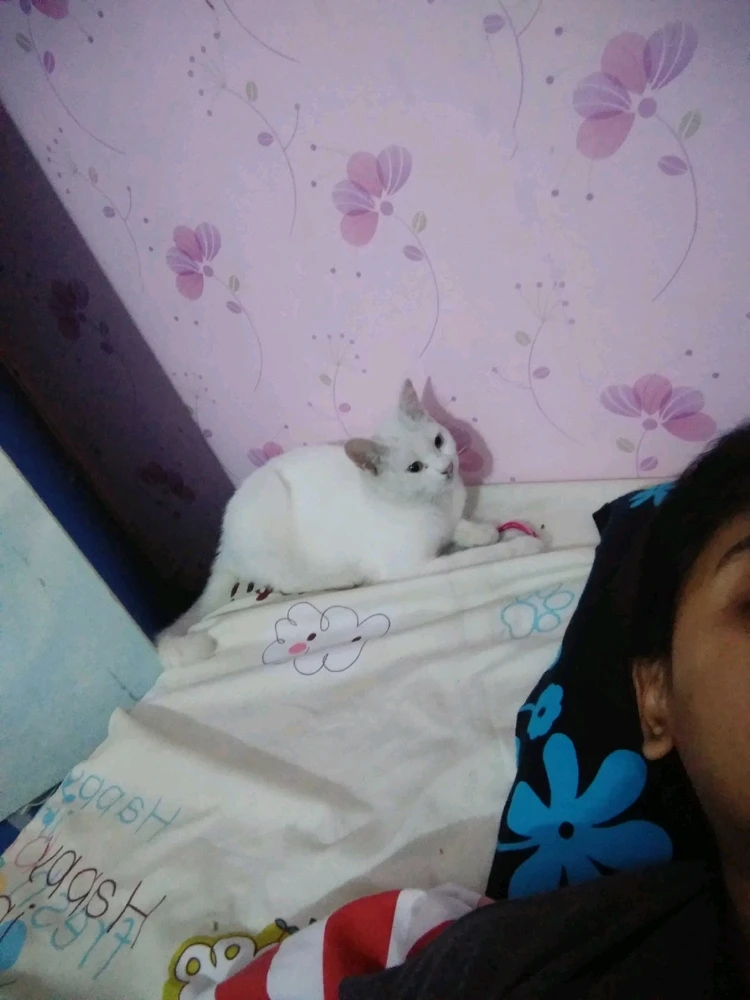 Gambar diunggah oleh Gembul