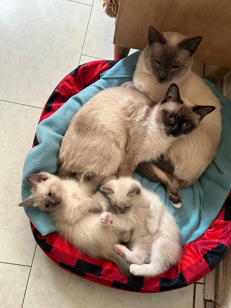 Afbeelding geüpload door Yassir