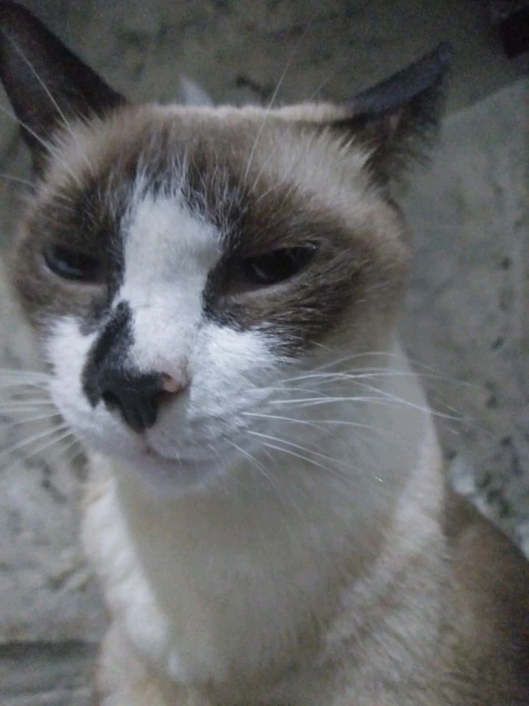 Gambar diunggah oleh Kashimo