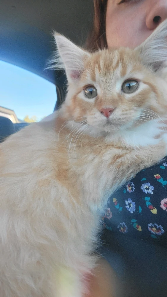 A small orange tabby kitten with fluffy hair and amber yellow eyes is being held against a person's chest.