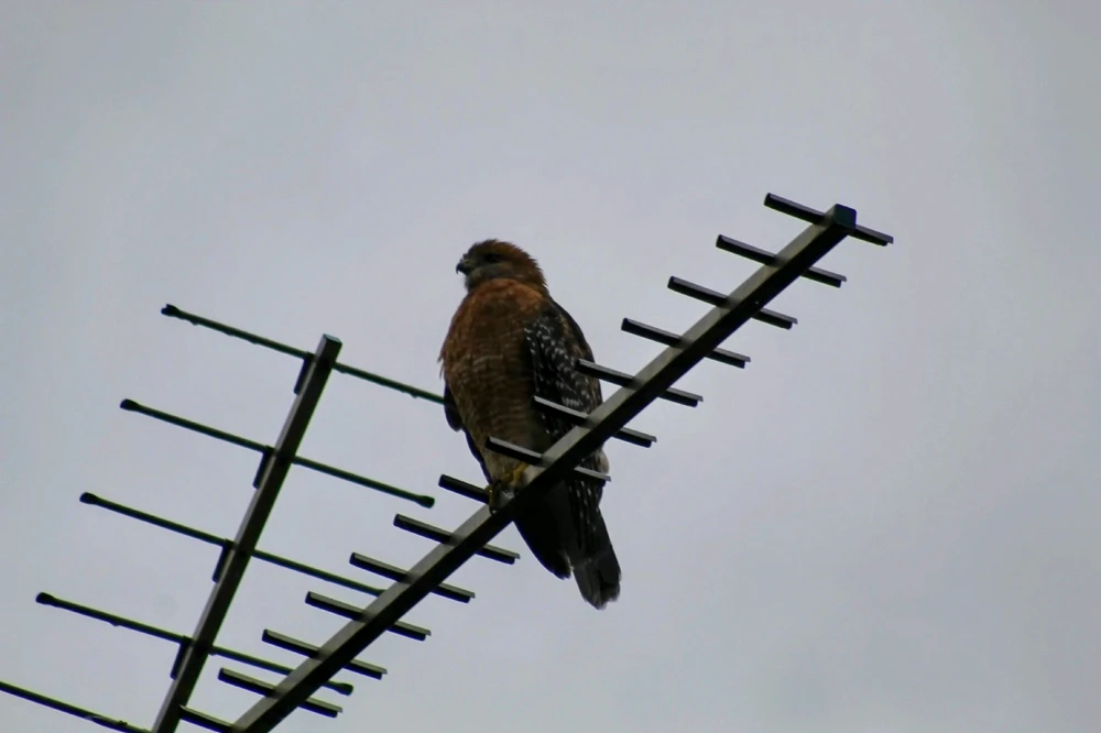 Image uploaded by Joel Stockton