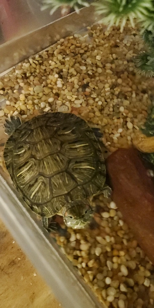 Image uploaded by Dingo Lang