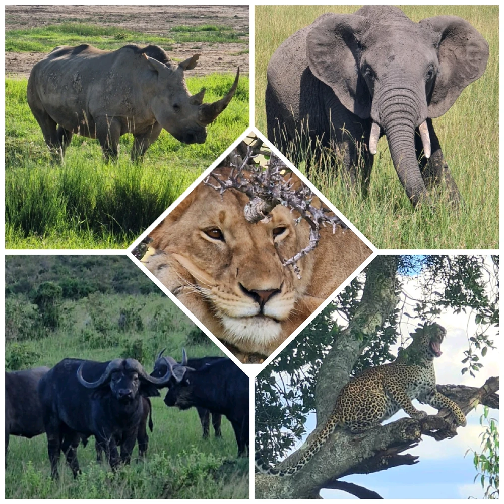 A rhino, elephant, buffalo,  lion and leopard 