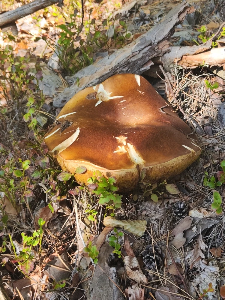 Zdjęcie dodane przez Sebastian