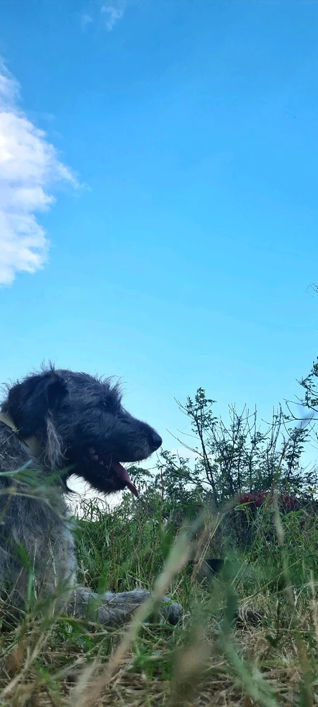 My dog, an Irish wolfhound named Karloff 