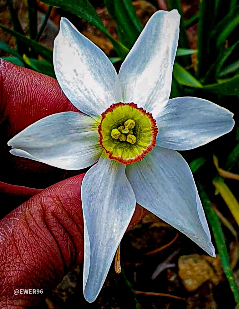 Imatge pujada per Ewerton