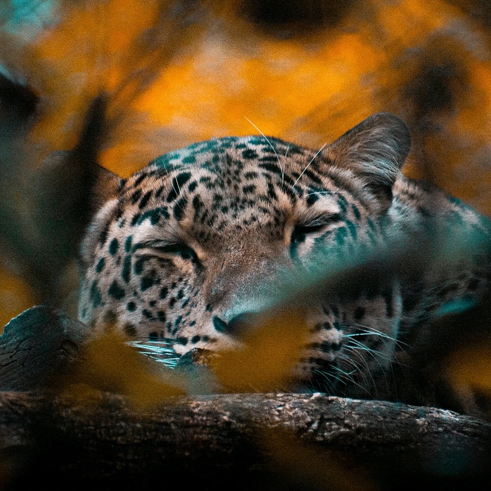 Obrázek nahrál Robert