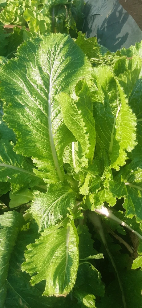 Image uploaded by Enrique Alvarez