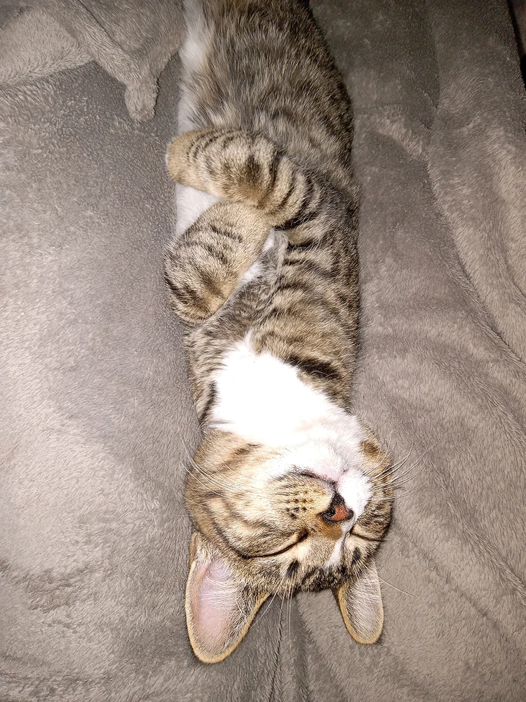 Cat, cats, cuddles, night, nighttime, feline.