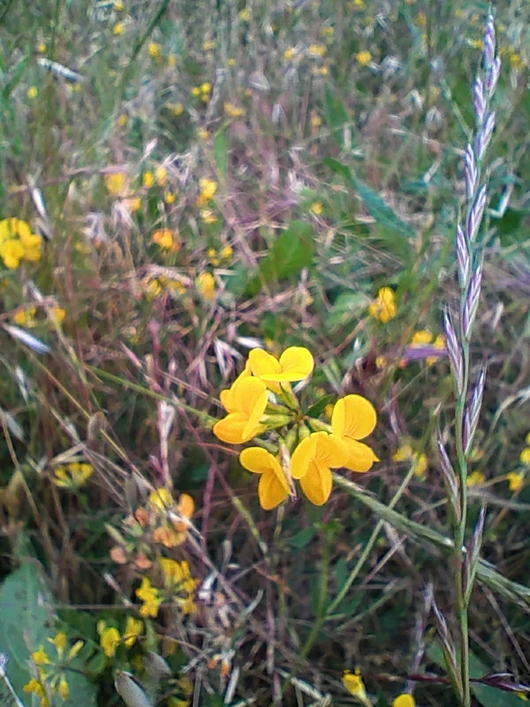 Miniature yellow lupines (birdsfoot trefoil)