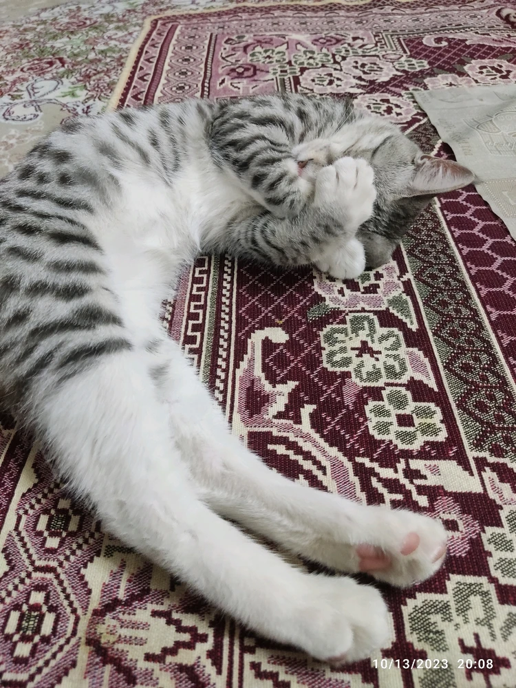 تصویر آپلود شده توسط Sajed