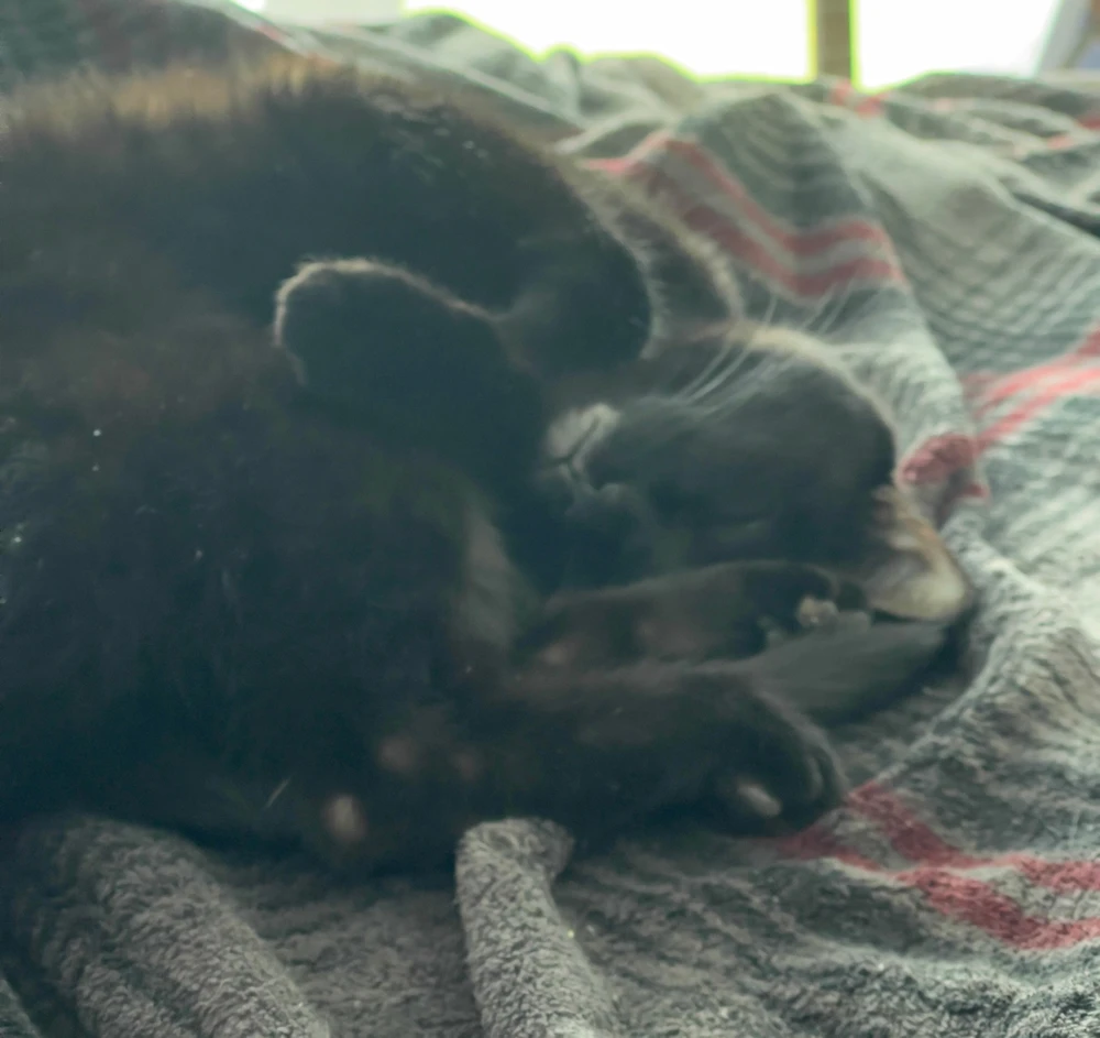 Image uploaded by Mirium