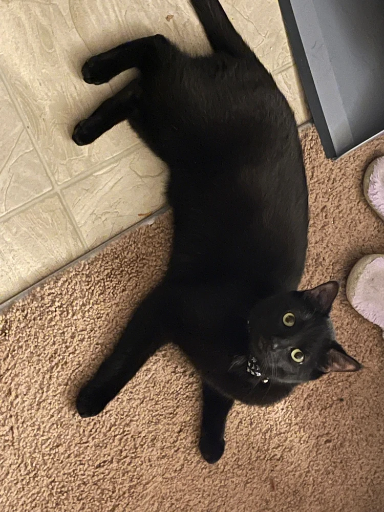 Image uploaded by Mirium