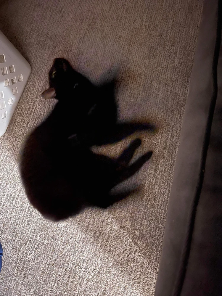 Image uploaded by Mirium