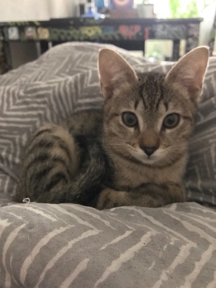 Imagem enviada por Ronaldo