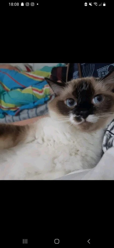 Olha o charme da Marilyn Monronron. A GATINHA MAIS DENGOSA QUE VC VAI VER HJ.