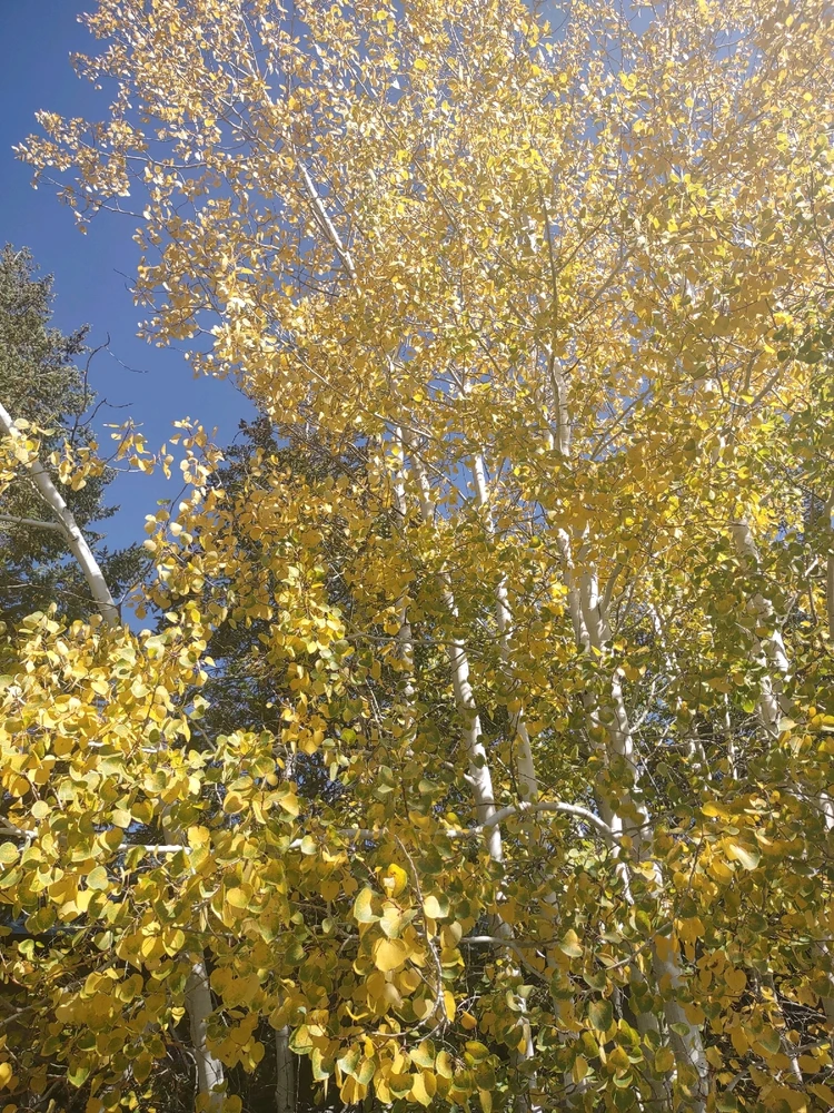 South Lake Tahoe 