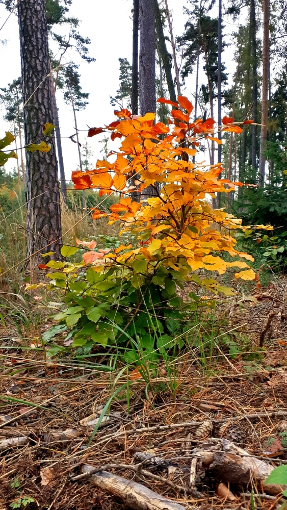 Obrázek nahrál Lukáš