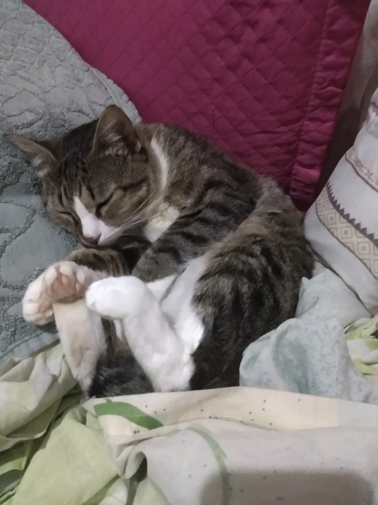 Image uploaded by João