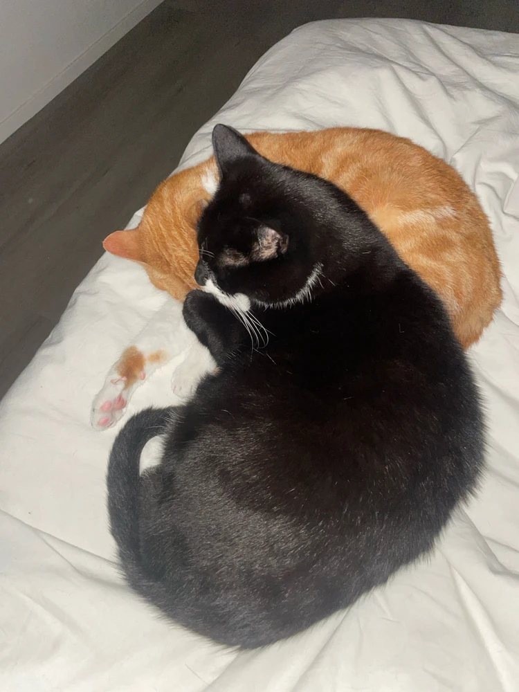 Image uploaded by Rembrandt