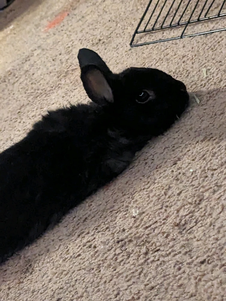 Kai laying in the floor 
