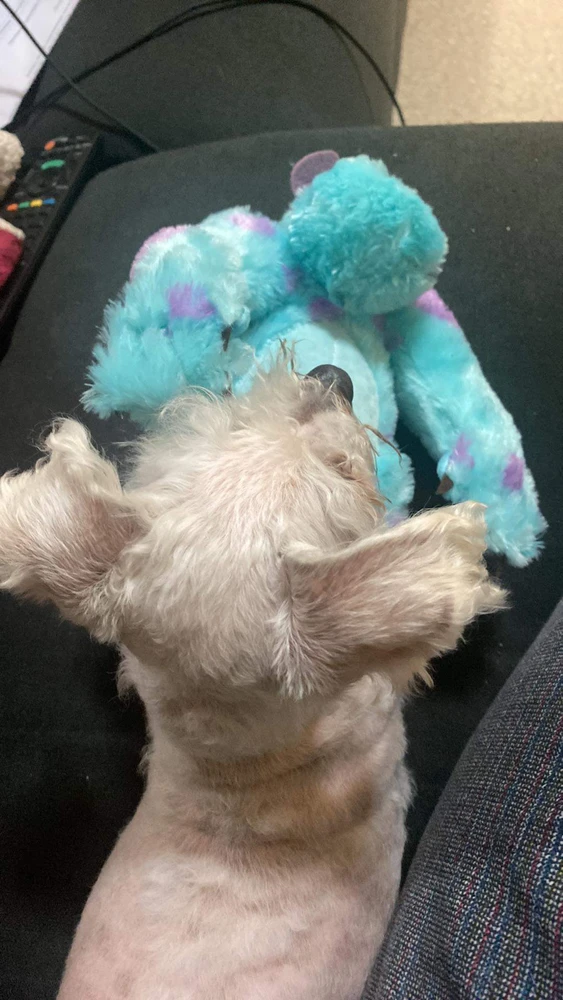 Image uploaded by Josh