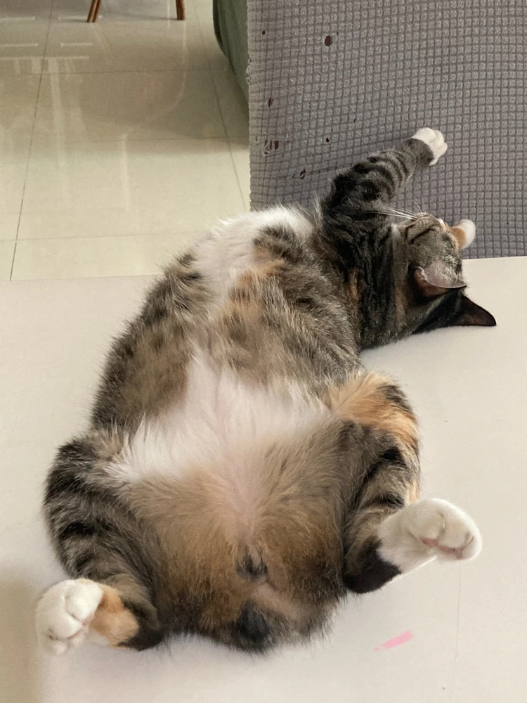 Gambar diunggah dening Shafira