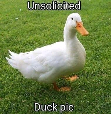 Unsolicited Duck Pic