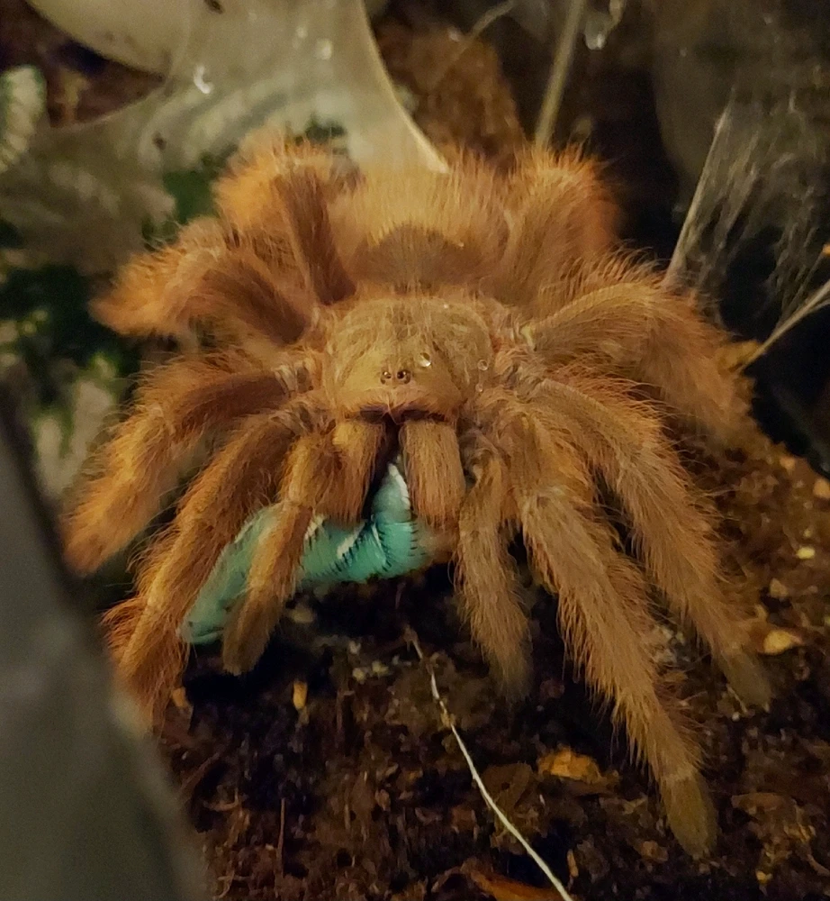 Image uploaded by Minuet