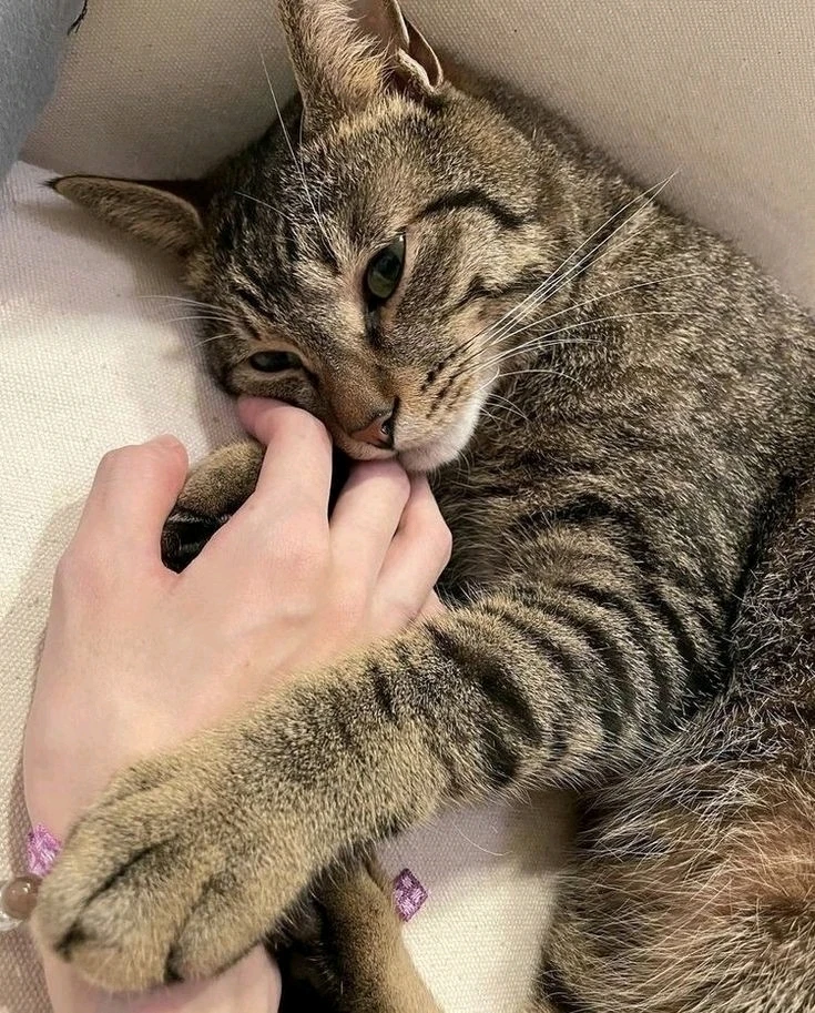 Cat cuddling with me. 