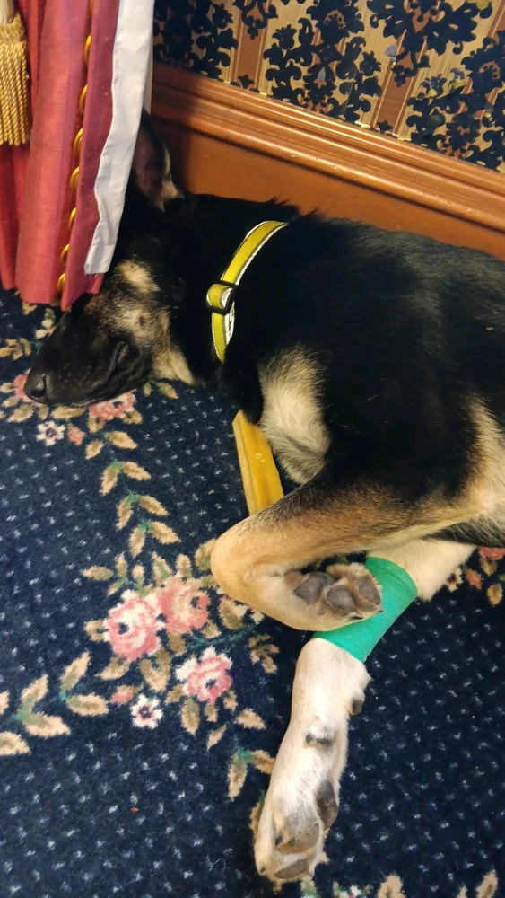 Puppy German Sheppard sleeping with bandage on arm