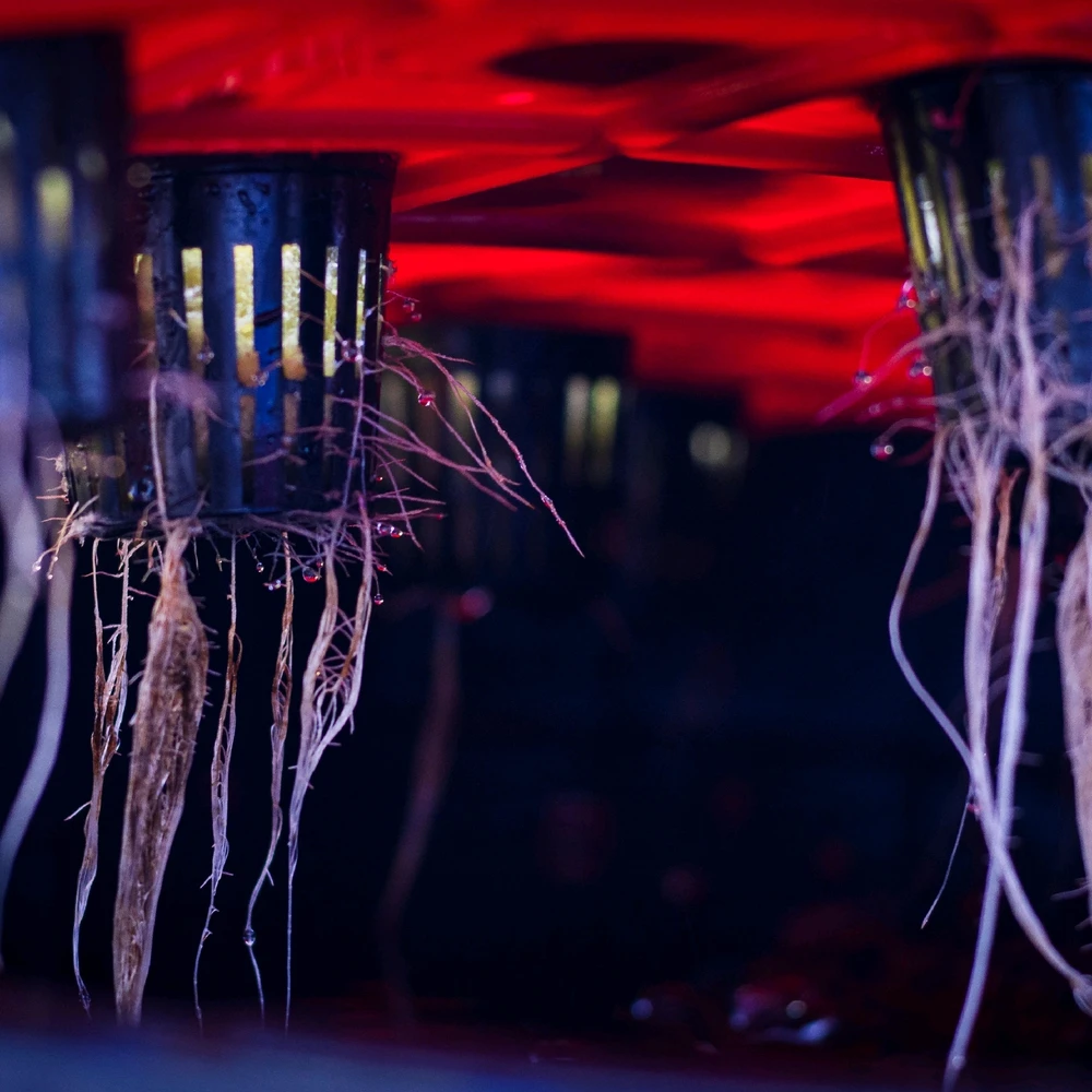 Gambar diunggah dening Nathan