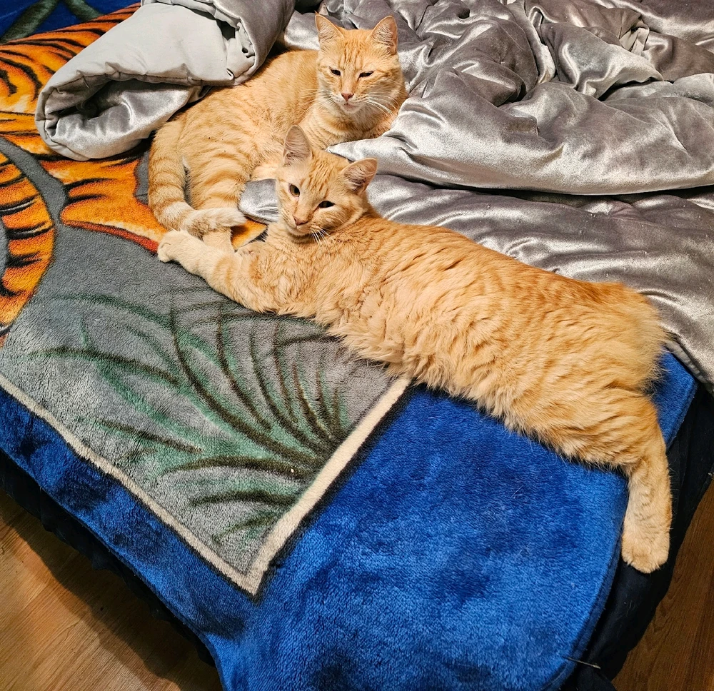 This is an image of 2 of my male cats that are gingers. They are laying at the corner of my bed looking as content as can be.